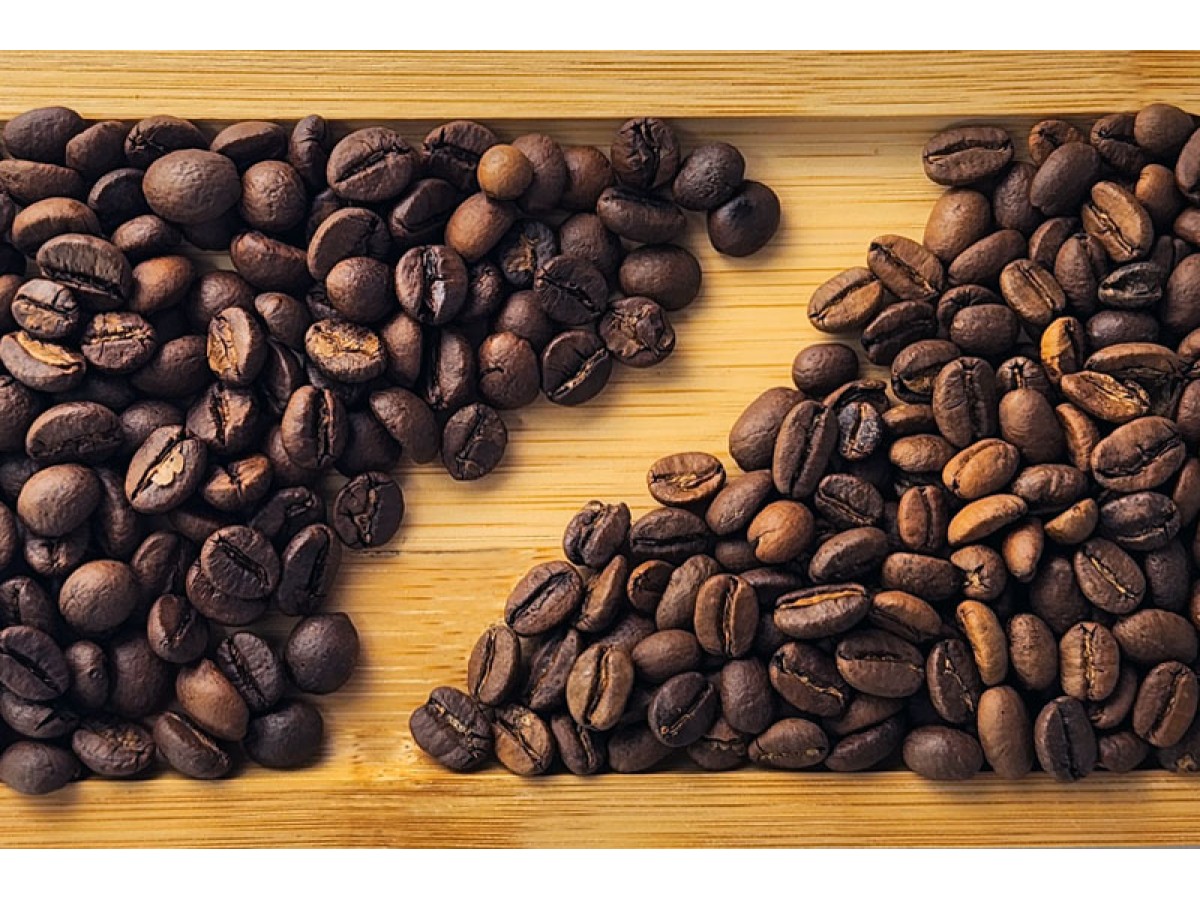 Арабіка чи робуста – що краще обрати і в чому різниця між сортами кави